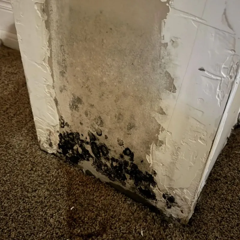 Professional Mold Removal in Pemberville, OH